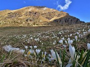 26 Al Monte Campo (Baita del Tino 1870 m) Crocus vernus (Zafferano maggiore) bianchi con vista sullo Spondone
